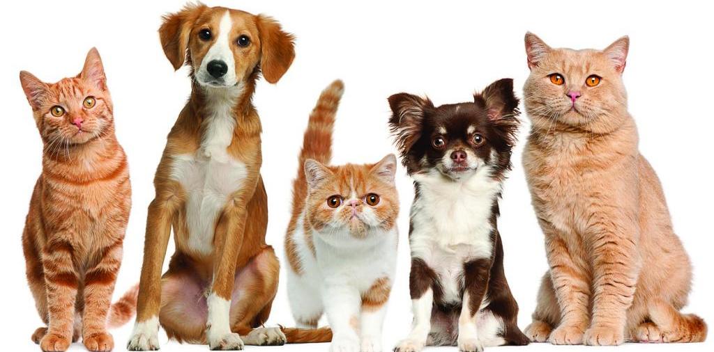 Доска объявлений о животных | ЗооТом - продажа, вязка и услуги для животных в Охе