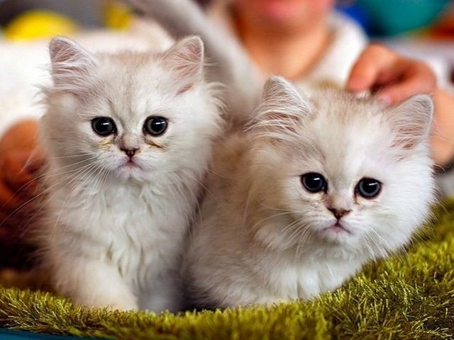 Породы кошек в Охе | ЗооТом портал о животных