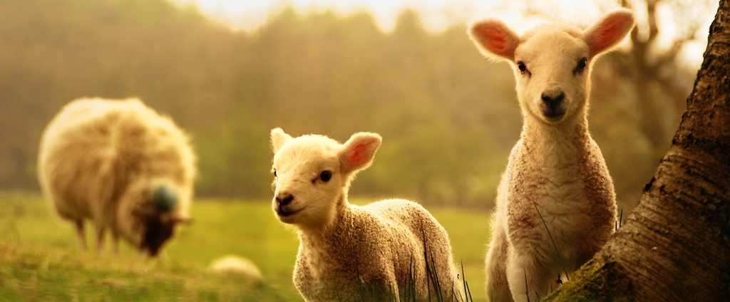 Объявления о сельскохозяйственных животных | ЗооТом - продажа, вязка и услуги для животных в Охе