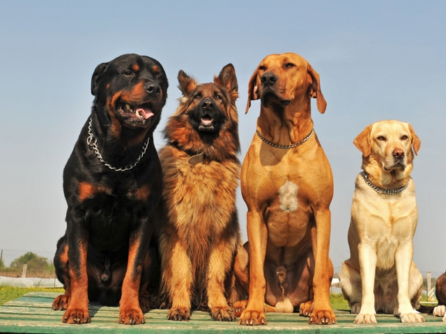 Крупные породы собак в Охе | ЗооТом портал о животных