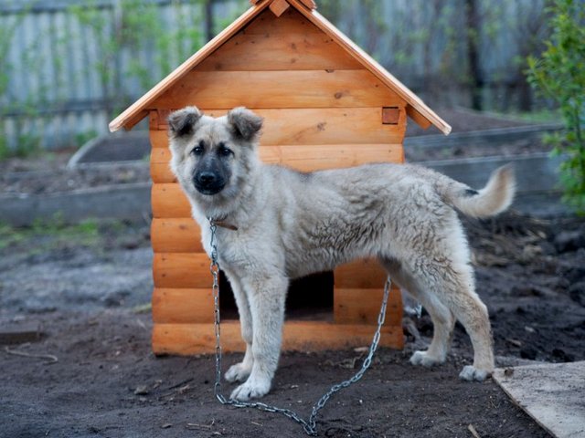 Все о собаках в Охе Все о собаках в Охе